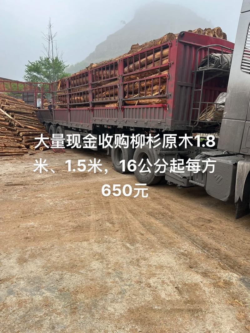 大量现金收购柳杉原木，规格1.8米/1.5米，16公分起，每方650元